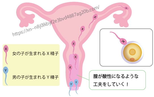 ピンクゼリー 使い方