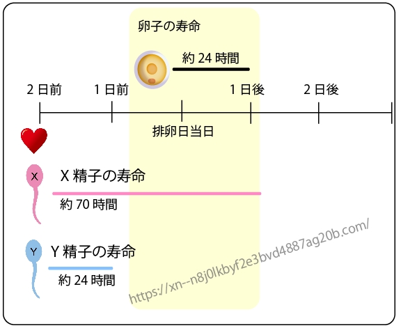 ピンクゼリー 使い方